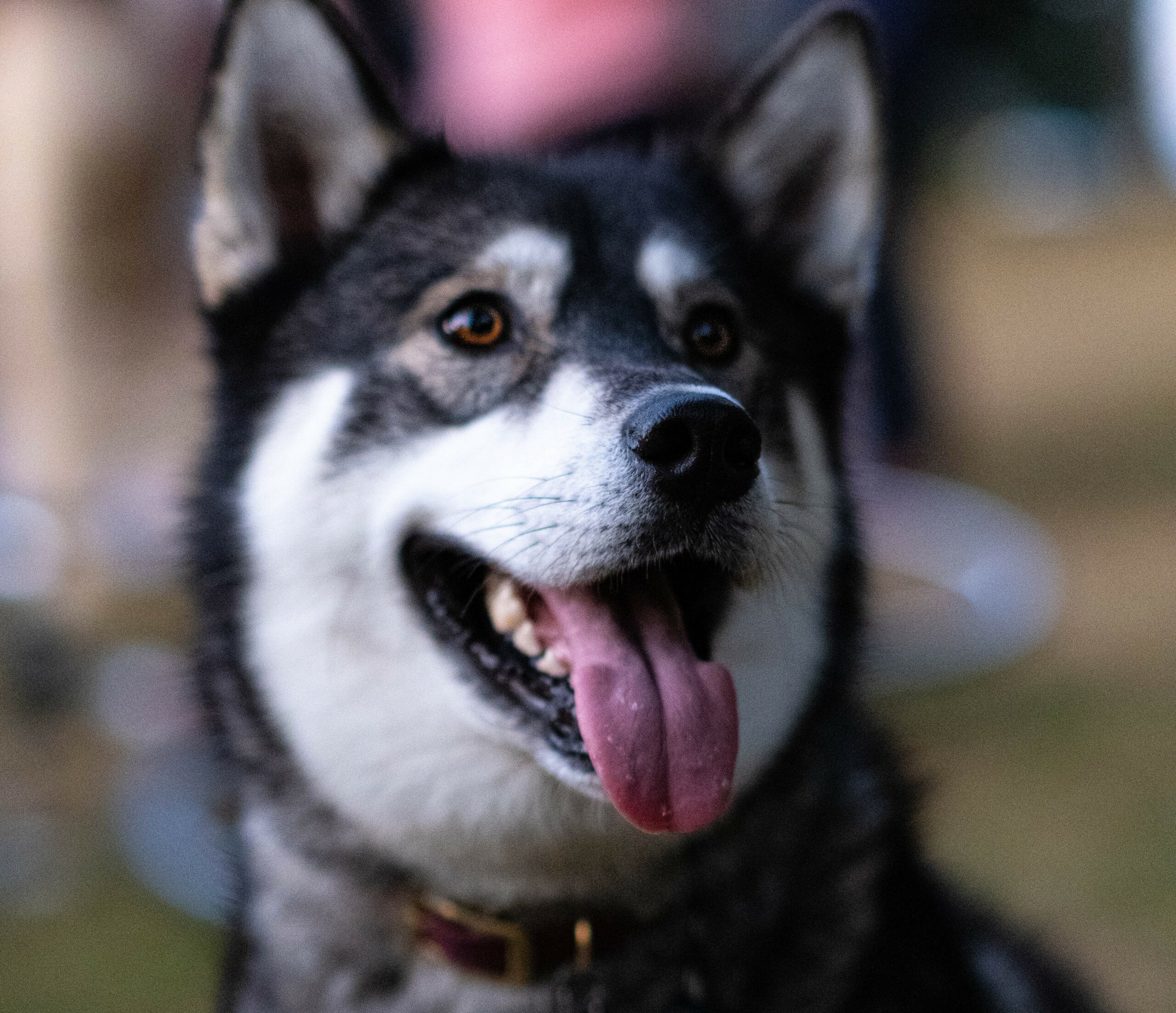 Comment fonctionne la carence pour les mutuelles pour chiens ?